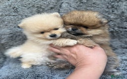 Pomeranian dogs for sale: Pomeranian  puppies  - Image 25
