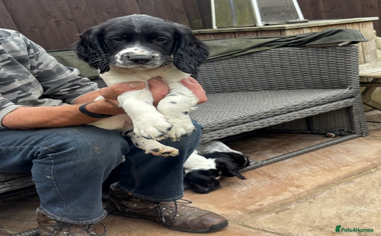 Sprocker dogs - Advert 12