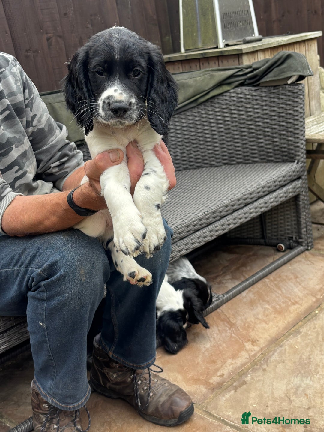 Sprocker dogs for sale: sprocket puppies  - Image 1