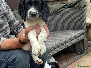 Sprocker dogs - Advert 34