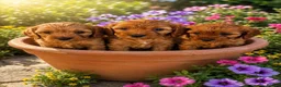 Cavapoo dogs for sale: F1 Cavpoos 4 Girls 1 Boy - Advert 16