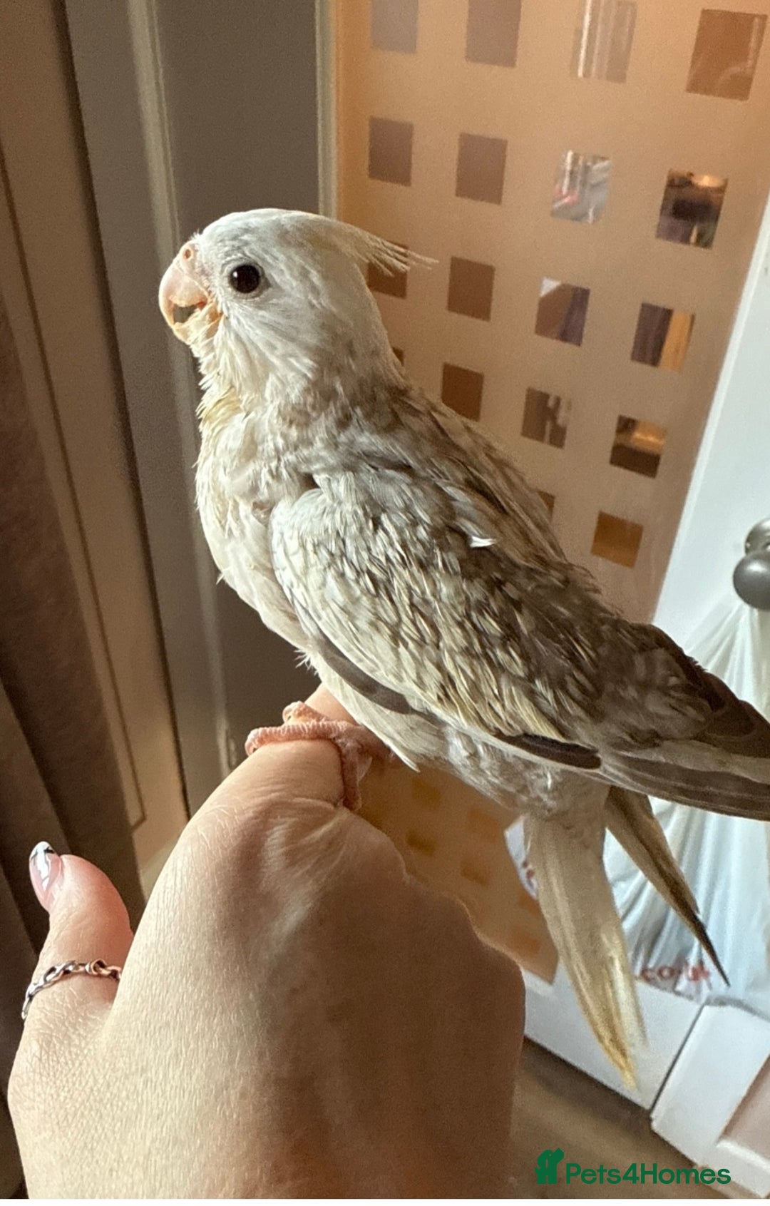 Budgerigars birds for sale: Hand reared cockatiels - Advert 4