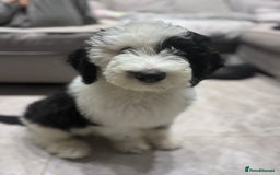 Sheepadoodle dogs for sale: Sheepadoodle puppies F1 - Image 15