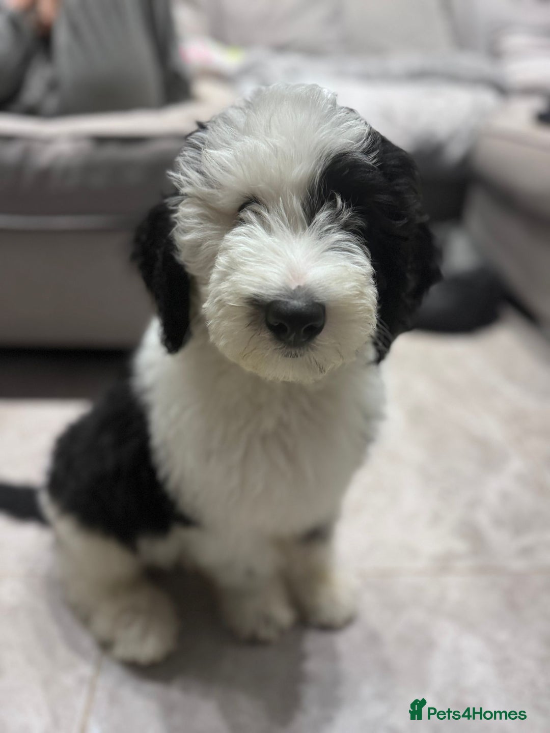 Sheepadoodle dogs for sale: Sheepadoodle puppies F1 - Image 15