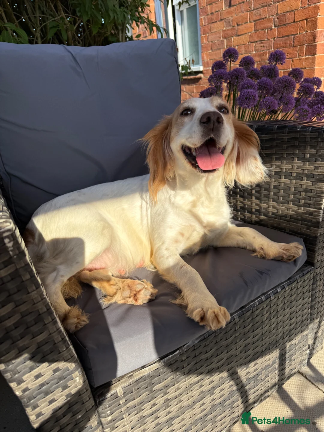 Cocker Spaniel dogs for sale: KC Working Cocker Spaniel Puppies - Advert 2