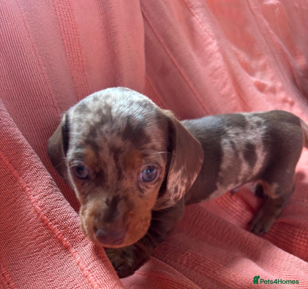 Miniature Dachshund dogs for sale: 🐾 4 Adorable Miniature Dachshund Puppies!  🐾 - Image 3