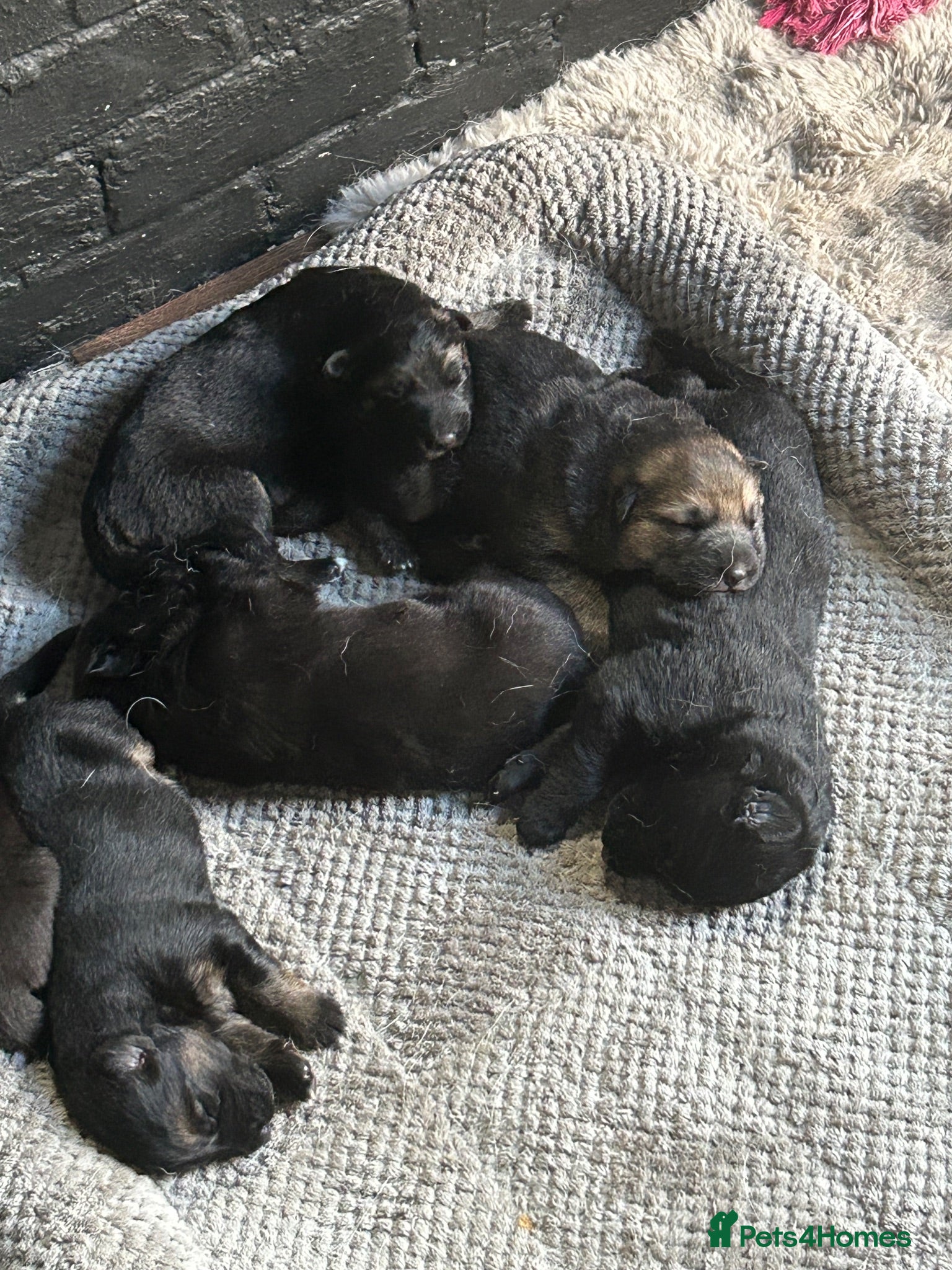 German Shepherd dogs German shepherd puppies  - Advert 1
