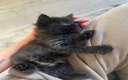 Ragdoll cats for sale: Reserved - Image 24
