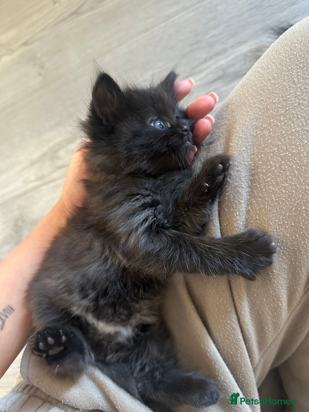 Ragdoll cats for sale: Reserved - Image 24