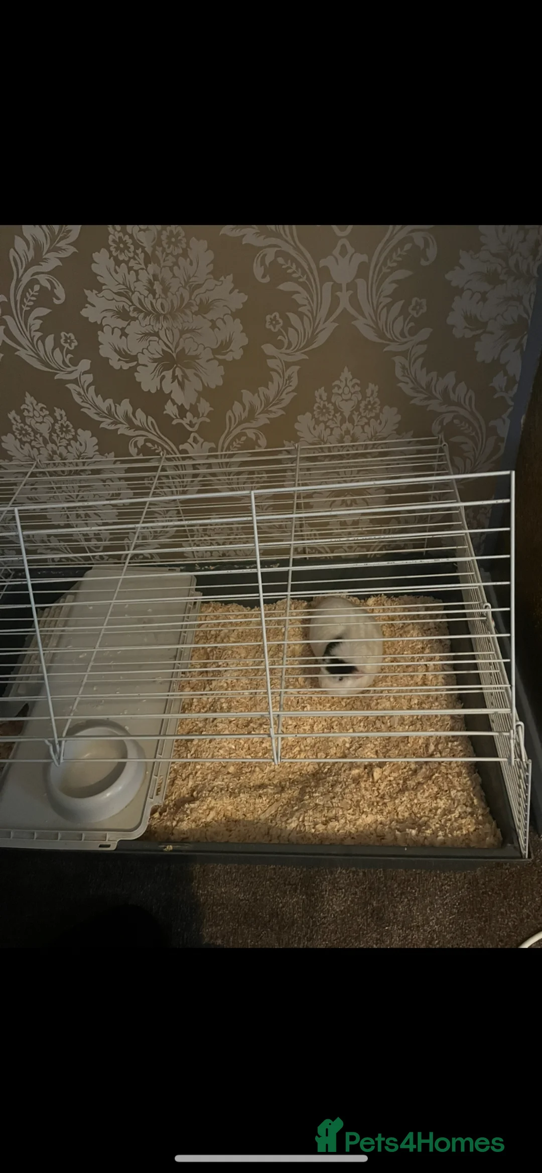 Guinea Pig rodents for sale: Guinea Pig Free To Good Home in Dudley - Advert 2