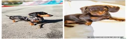 Miniature Dachshund dogs for sale: Minature Dachshund  - Advert 10