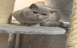 British Shorthair cats for sale: Lilac bsh female  - Image 2