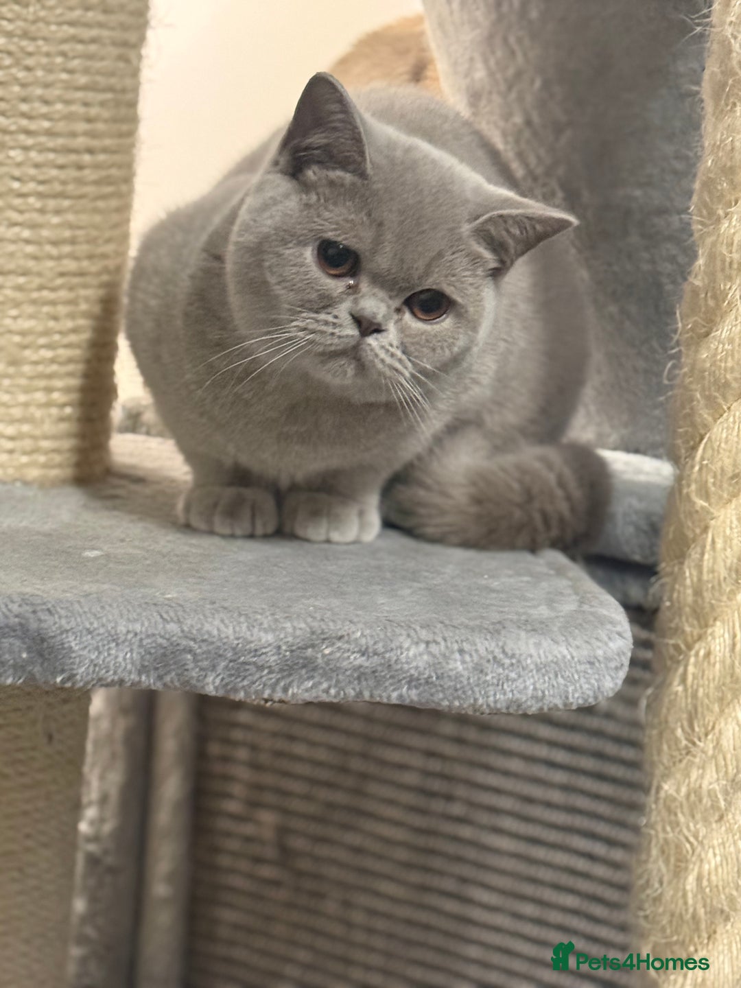 British Shorthair cats for sale: Lilac bsh female  - Image 2