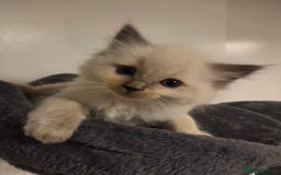Ragdoll cats for sale: Pure blue mitted Ragdoll kittens - Image 11