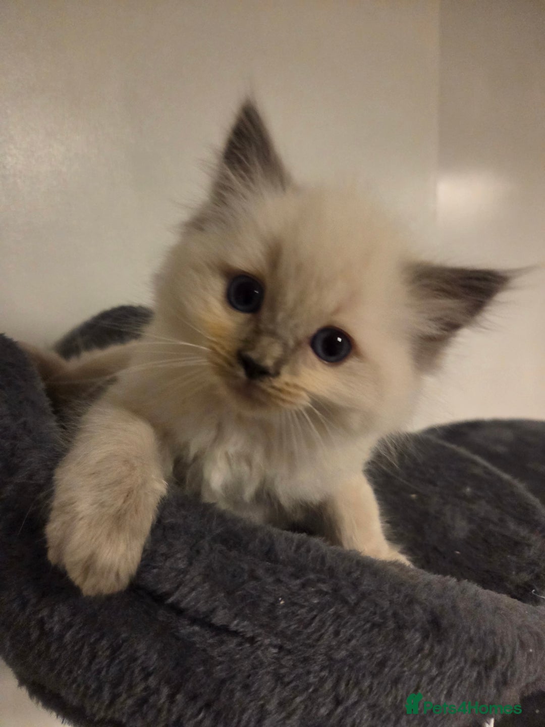 Ragdoll cats for sale: Pure blue mitted Ragdoll kittens - Image 11