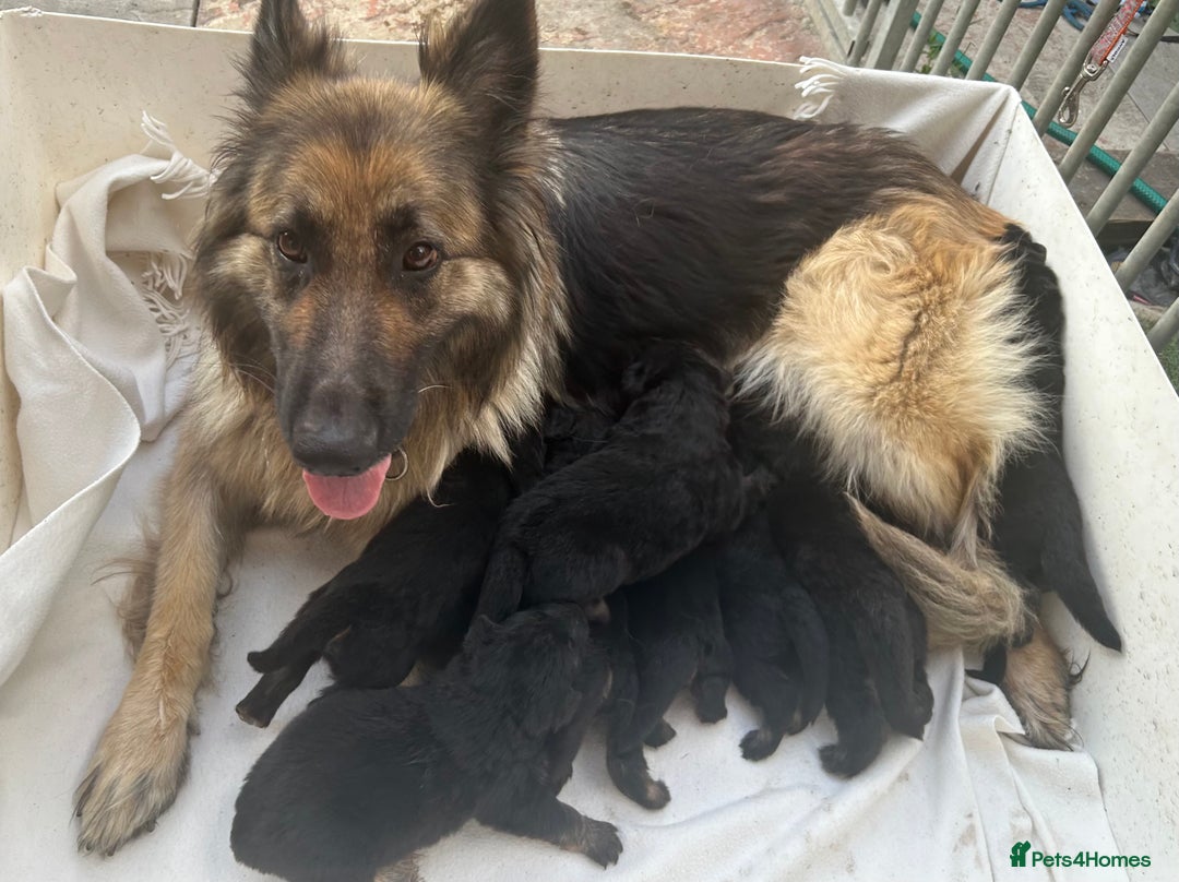 German Shepherd dogs for sale: £1000 - Image 1