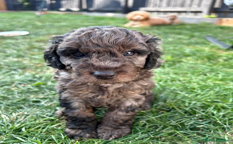 Cavapoo dogs - Advert 10