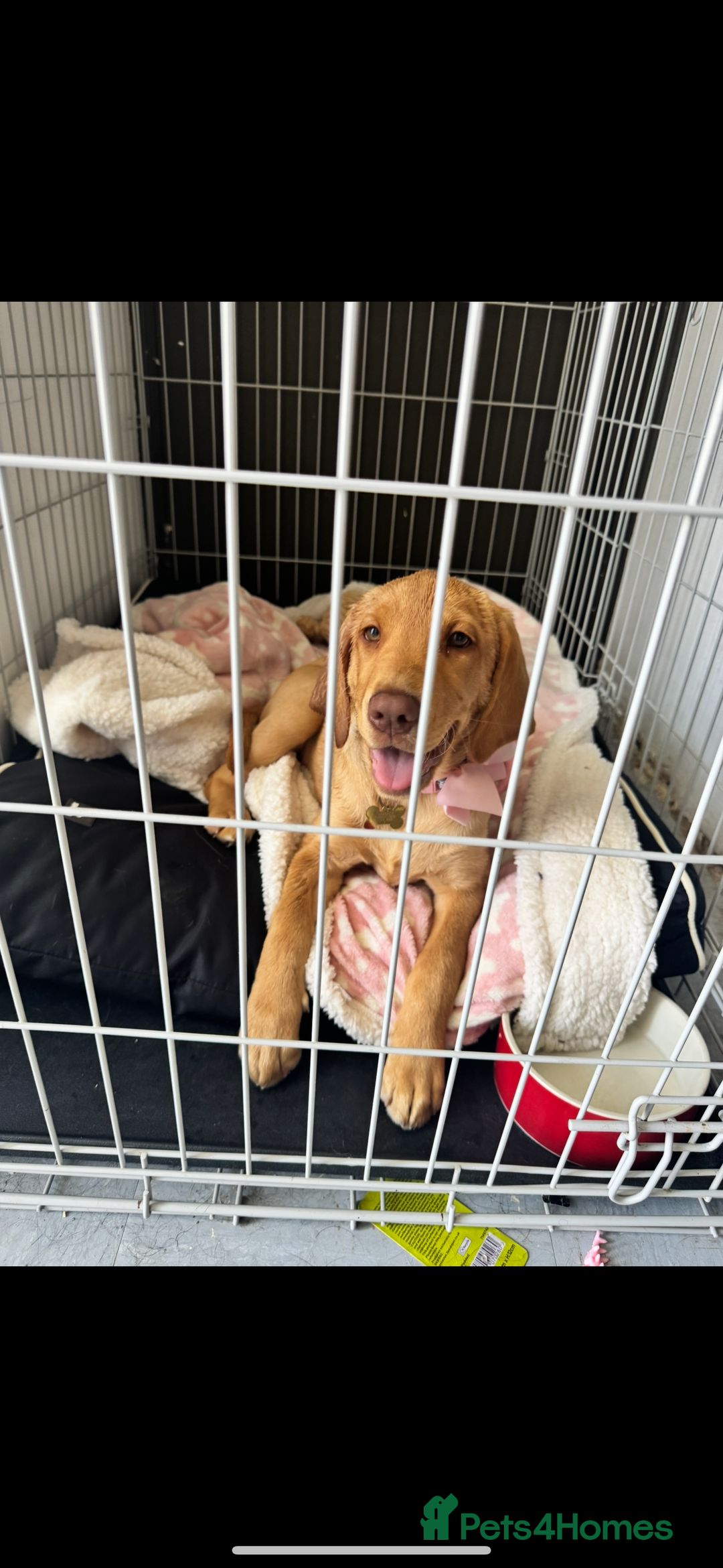 Labrador Retriever dogs for sale: 9 month old Labrador Retriever Girl  - Advert 2