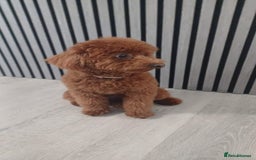 Toy Poodle dogs for stud: Toy Puddle  - Image 2