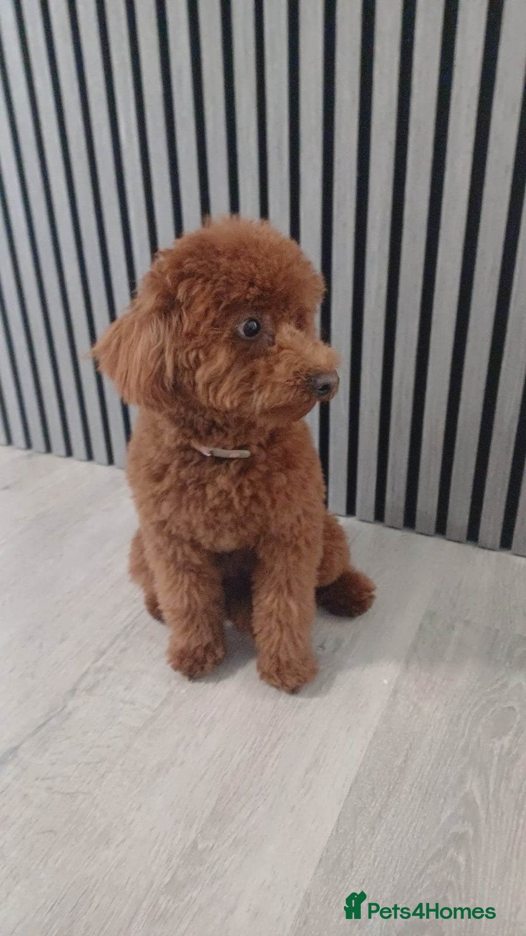 Toy Poodle dogs for stud: Toy Puddle  - Image 2
