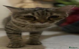 Mixed Breed cats for adoption: PERSE - ADORABLE BEAUTIFUL SEMI LONG HAIR SPAYED - Image 4