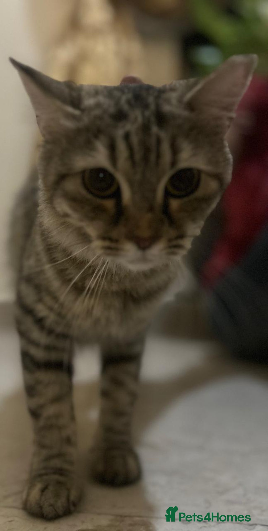 Mixed Breed cats for adoption: PERSE - ADORABLE BEAUTIFUL SEMI LONG HAIR SPAYED - Image 4