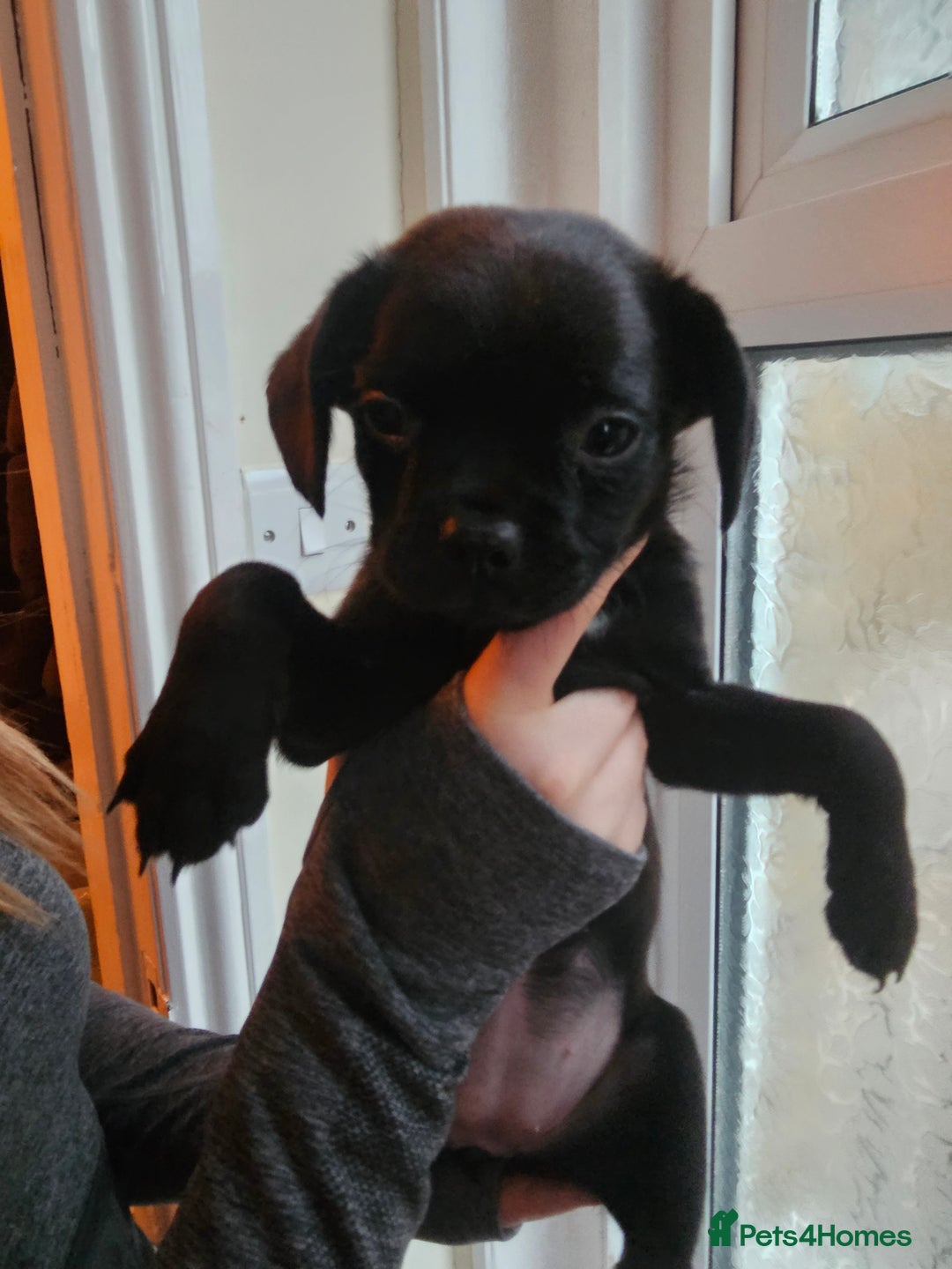 Mixed Breed dogs for sale: Staffy cross puppies  - Advert 4