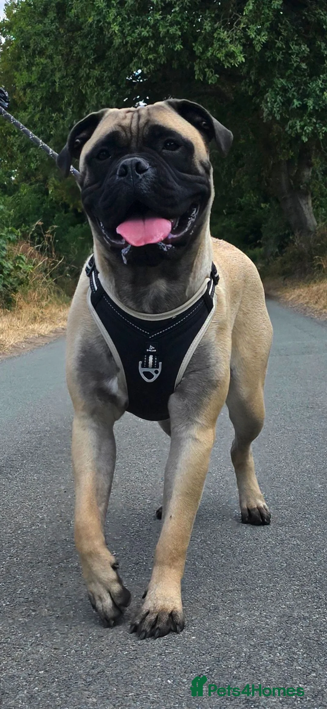 Bullmastiff dogs for sale: Bullmastiff female - Advert 2
