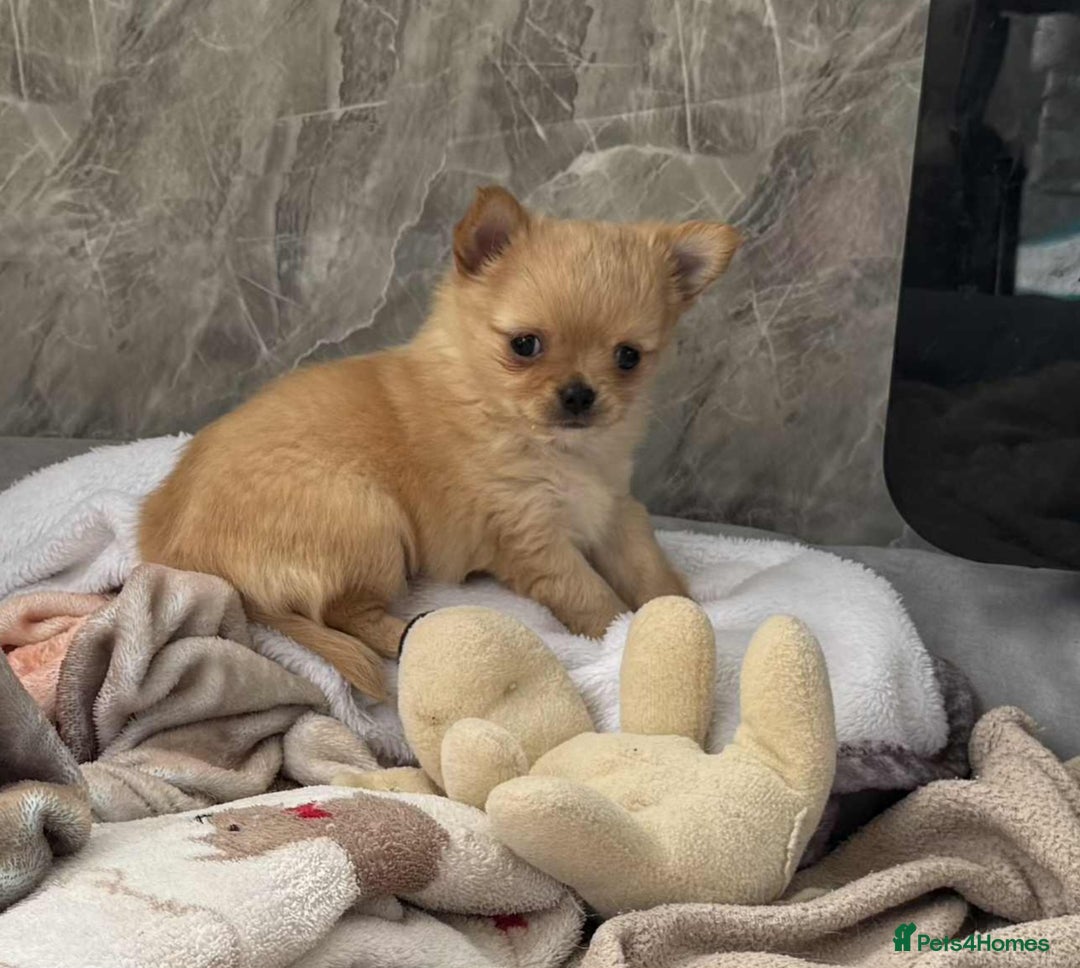 Chihuahua dogs for sale: Chihuahua long coat puppies ...only BOY left - Image 26