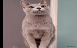 Russian Blue cats for sale: 🏅TOP Quality GCCF Reg Russian Blue Kittens🏆 - Image 10