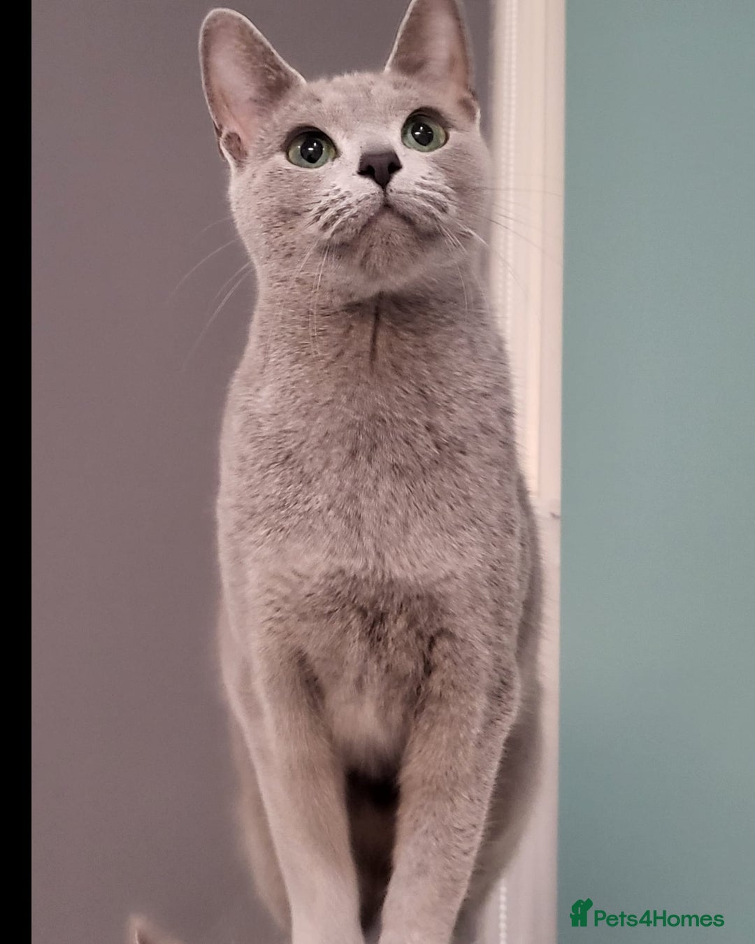 Russian Blue cats for sale: 🏅TOP Quality GCCF Reg Russian Blue Kittens🏆 - Image 10