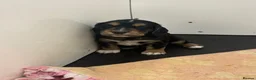 Cocker Spaniel dogs for sale: Working cocker Spainel puppies  - Advert 7