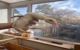 Chickens poultry for sale: Silkies - ducklings - Drakes - Advert 7