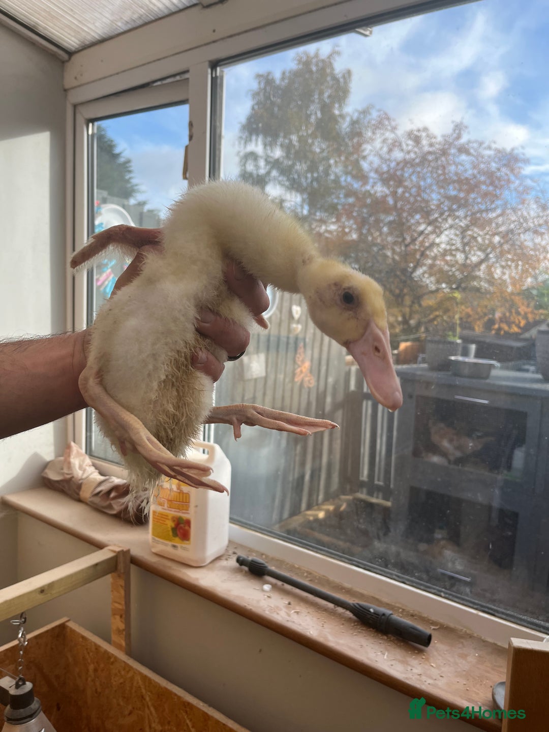 Chickens poultry for sale: Silkies - ducklings - Drakes - Advert 7