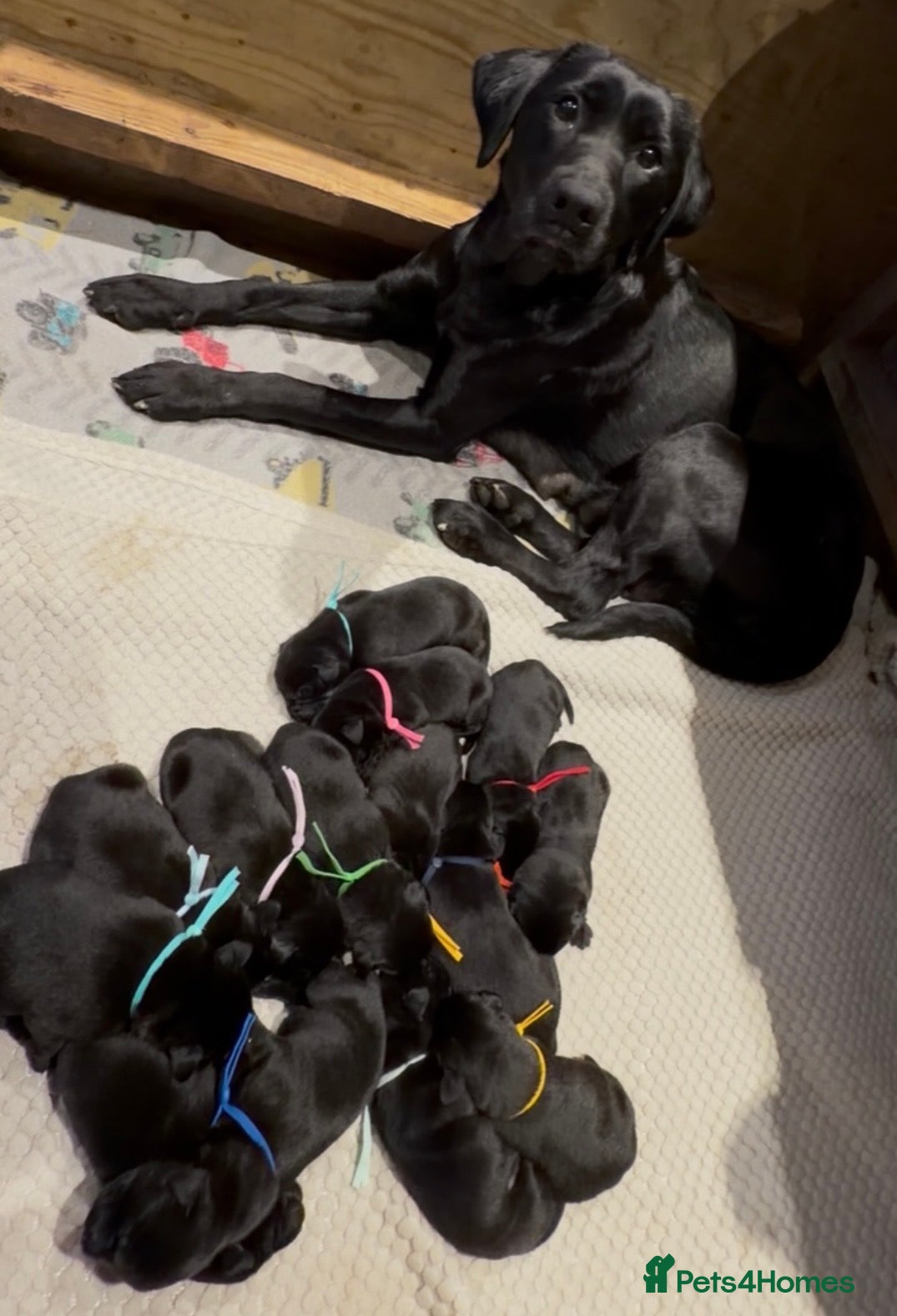 Labrador Retriever dogs Kc reg Labrador puppies  - Advert 1