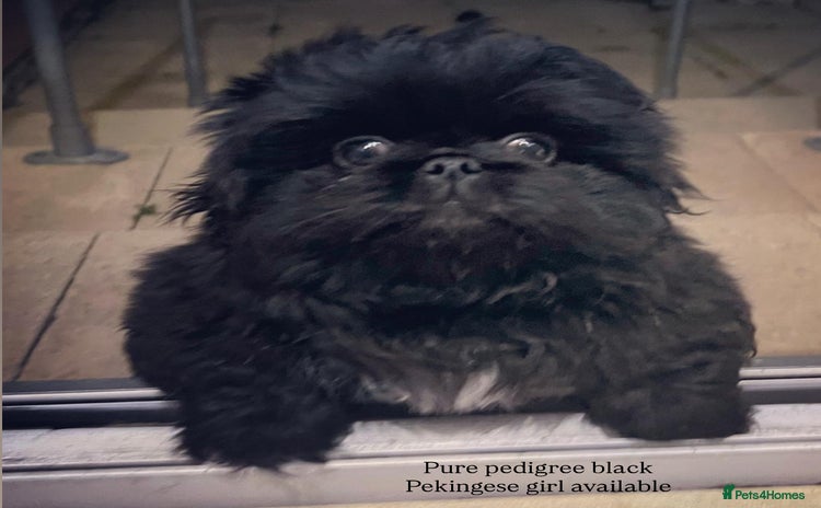 Pekingese dogs - Advert 1