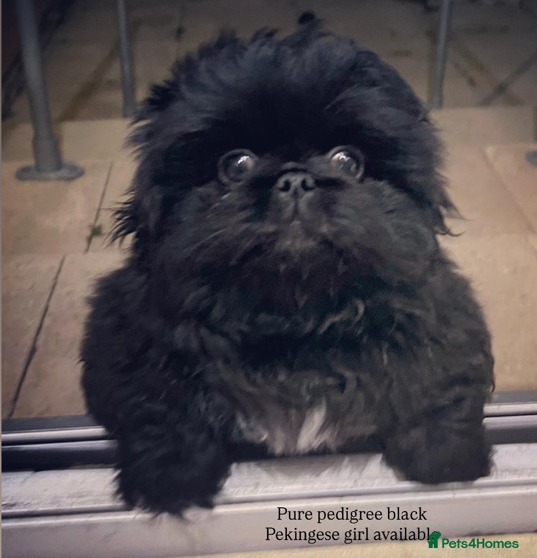 Pekingese dogs for sale: LAST PEKINGESE GIRL AVAILABLE FULLY VACCINATED - Image 9