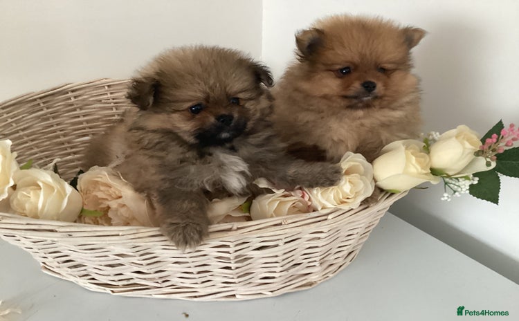 Pomeranian dogs - Advert 1