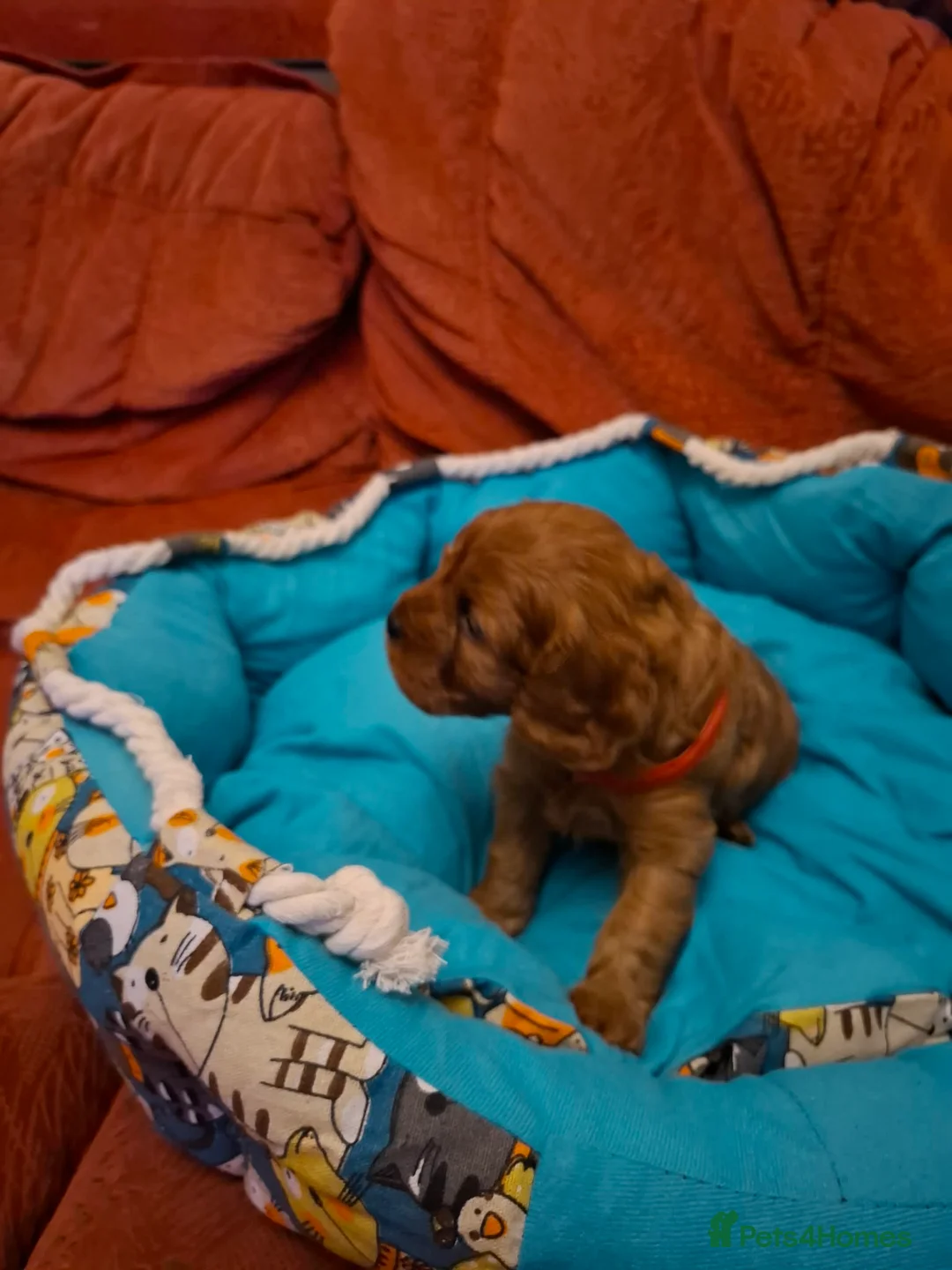 Cavapoo dogs for sale:  Cavapoo  - Advert 14