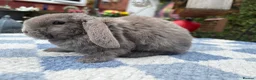 Mini Lop rabbits for sale: Two litter for sale  - Advert 13
