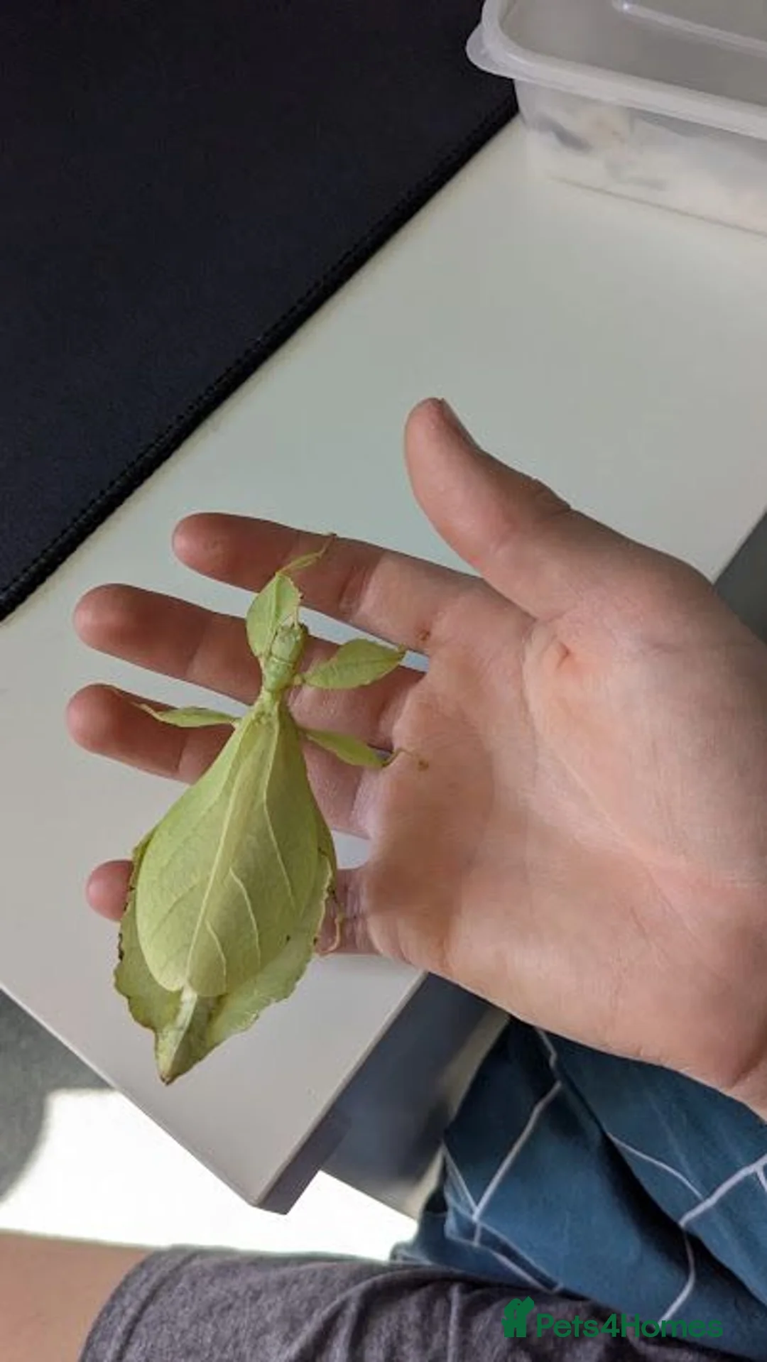 Stick Insects invertebrates for sale: Green Leaf Insect Eggs - Advert 7
