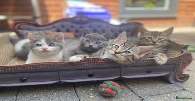 RagaMuffin cats - Advert 9