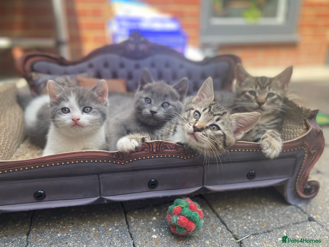 RagaMuffin cats for sale: 🐾 **Adopt Ragdoll-Shorthair Kitten!** 🐾 - Image 3