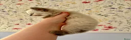 Ragdoll cats for sale: Remarkable Ragdolls  - Advert 12