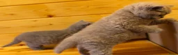 British Shorthair cats for sale: Gorgeous Pure British Shorthair Teddy Bear Kittens - Advert 21