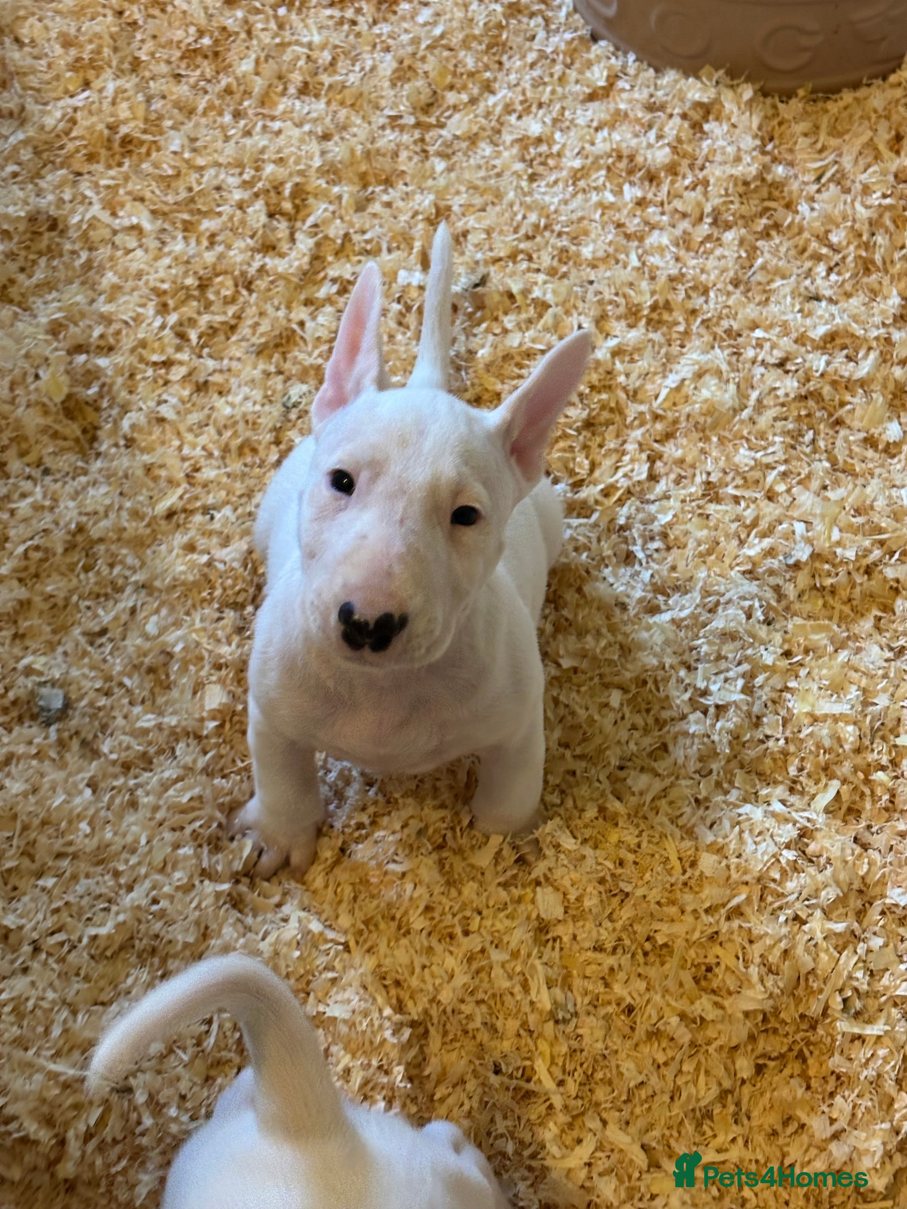 Bull Terrier dogs 🇬🇧🇬🇧BULLYVIEW BULL TERRIERS🇬🇧🇬🇧 - Advert 1