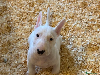 Bull Terrier dogs 🇬🇧🇬🇧BULLYVIEW BULL TERRIERS🇬🇧🇬🇧 - Advert 2