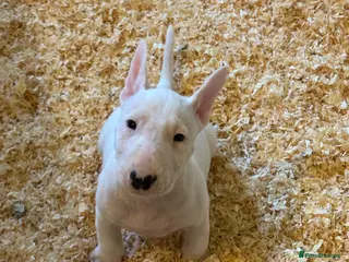 Bull Terrier dogs 🇬🇧🇬🇧BULLYVIEW BULL TERRIERS🇬🇧🇬🇧 - Advert 2