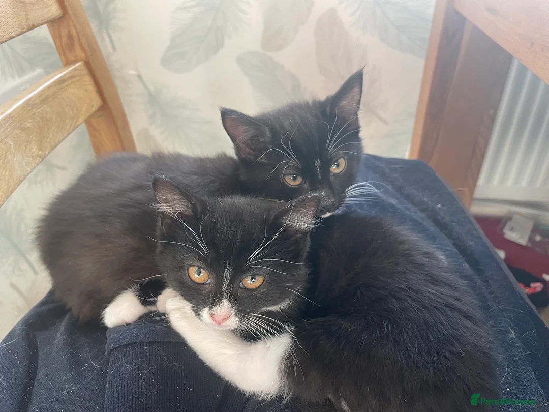 Mixed Breed cats for sale: Mixed breed kittens for sale  - Advert 3
