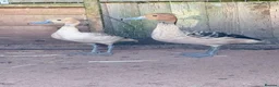 Ducks poultry for sale: Whistling ducks in Burnley - Advert 1